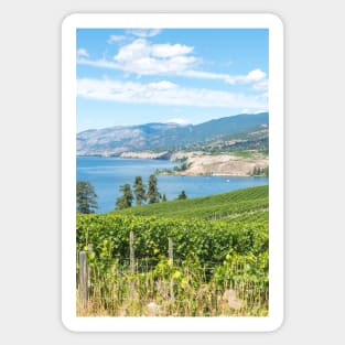 Summer View of Vineyards and Okanagan Lake Sticker